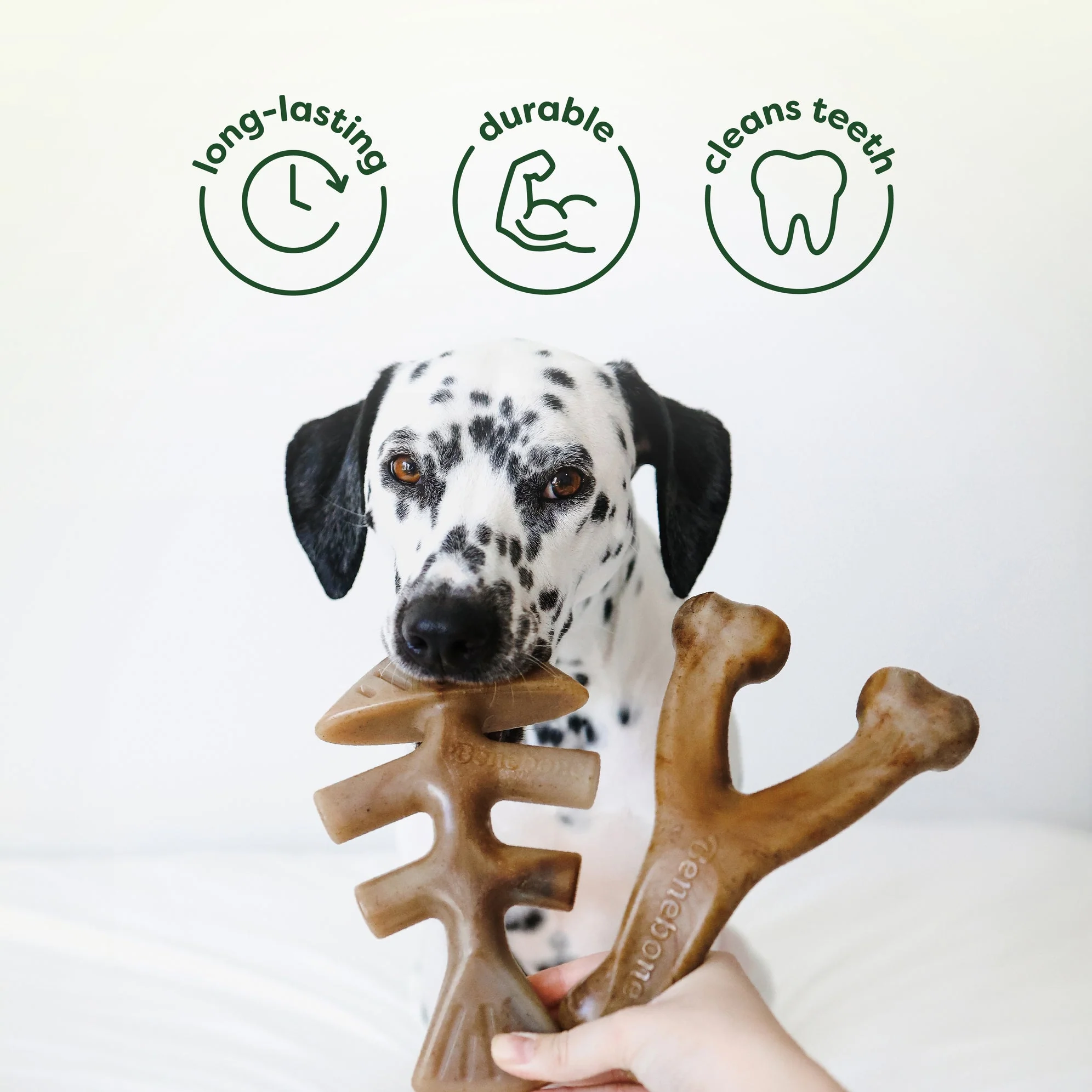 Chew & Chase Collection (50% off) - Image 4