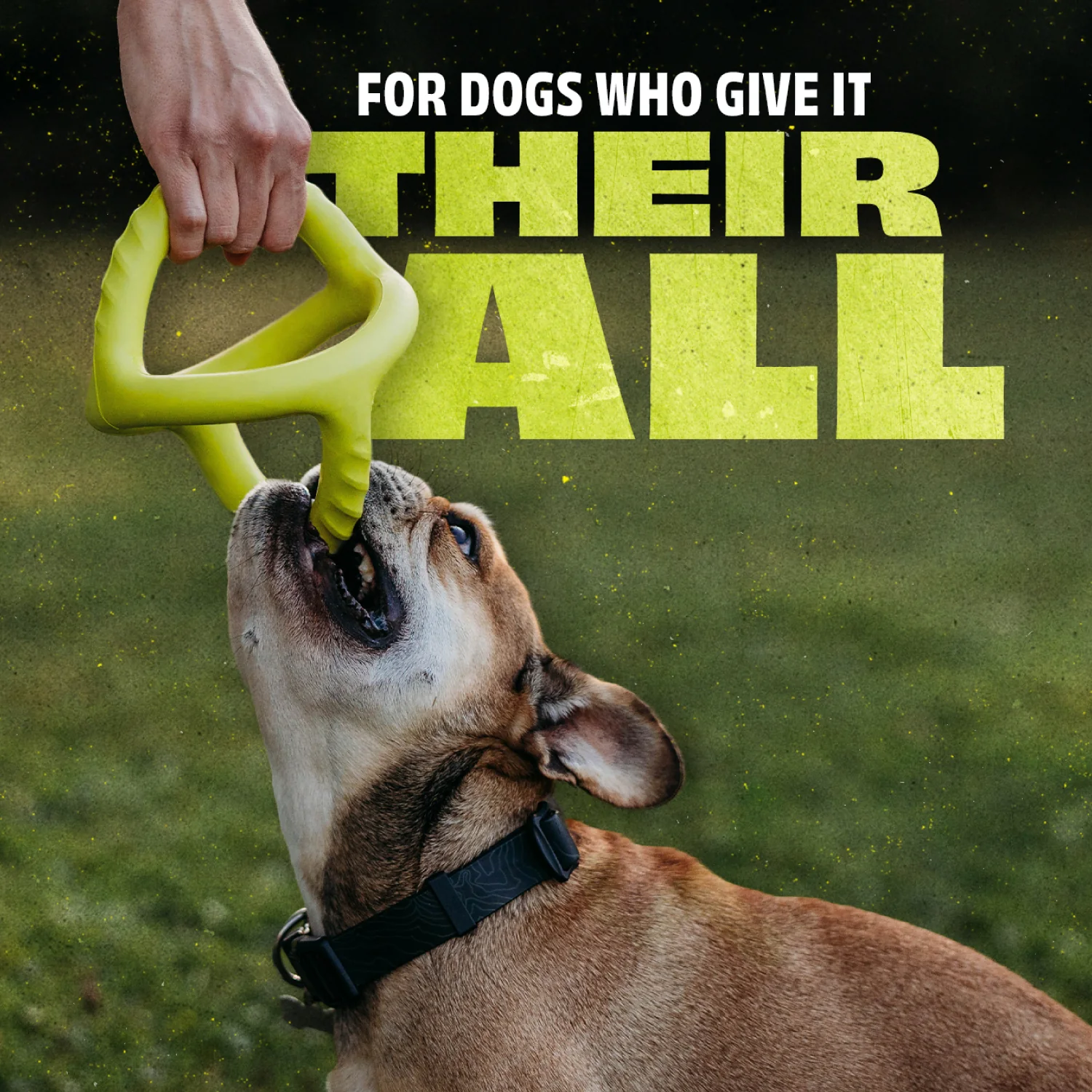 Chew & Tug Duo (2-Pack) - Image 7