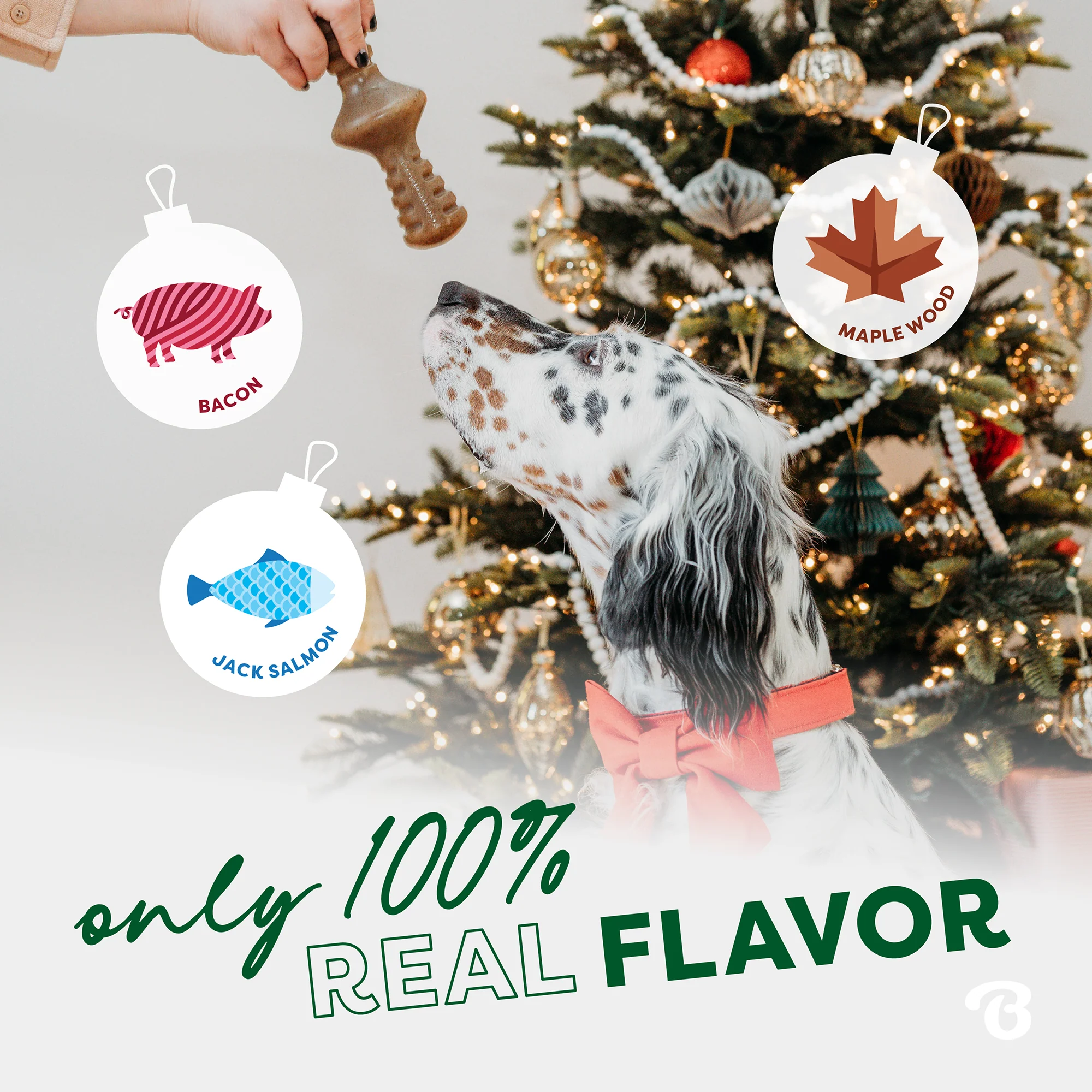 Classic Chew Collection (50% off) - Image 13