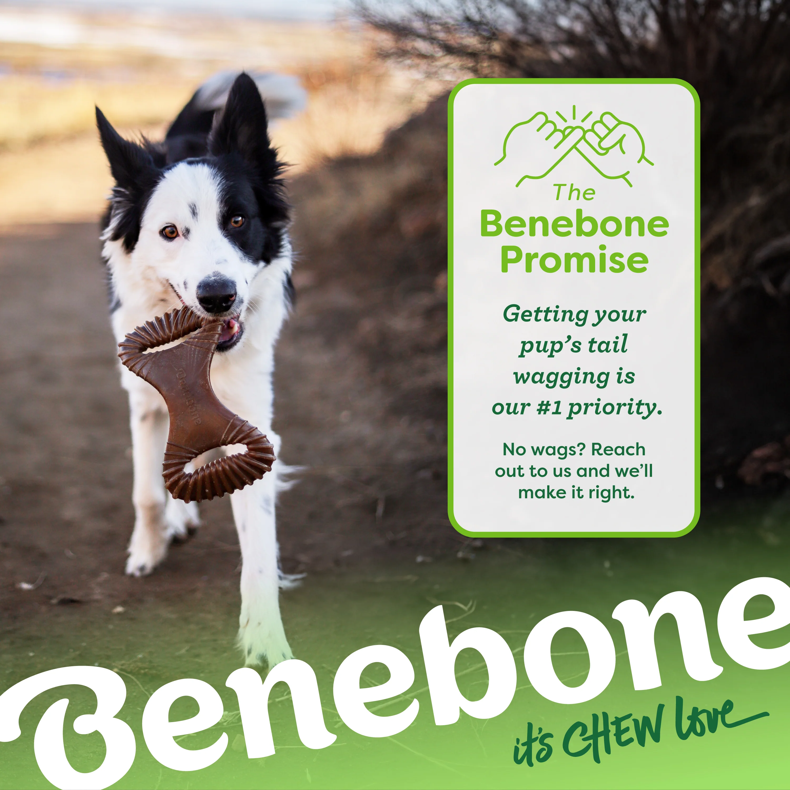 Dental Chew - Image 37