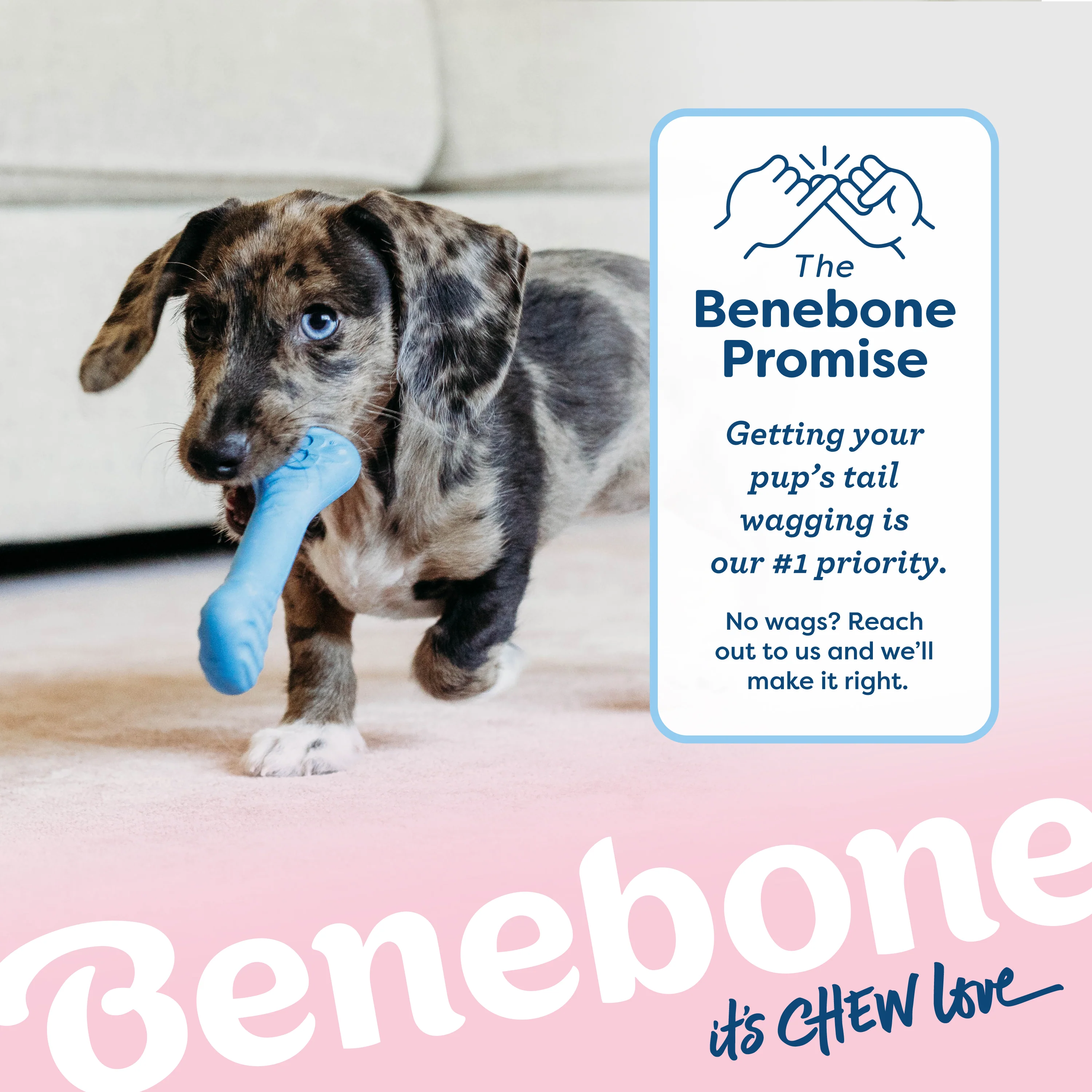 Puppy Bone - Image 7