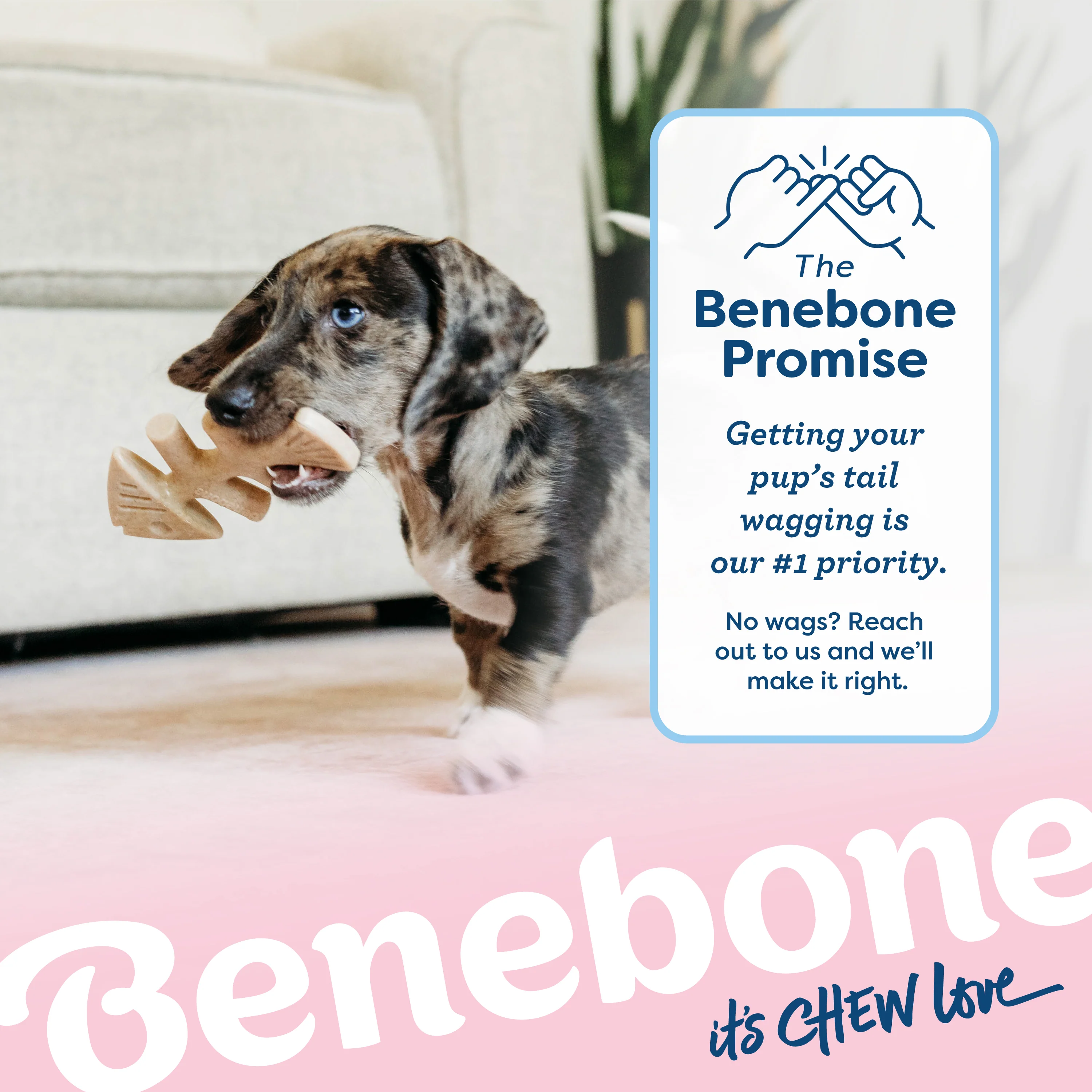 Puppy Fishbone - Image 5