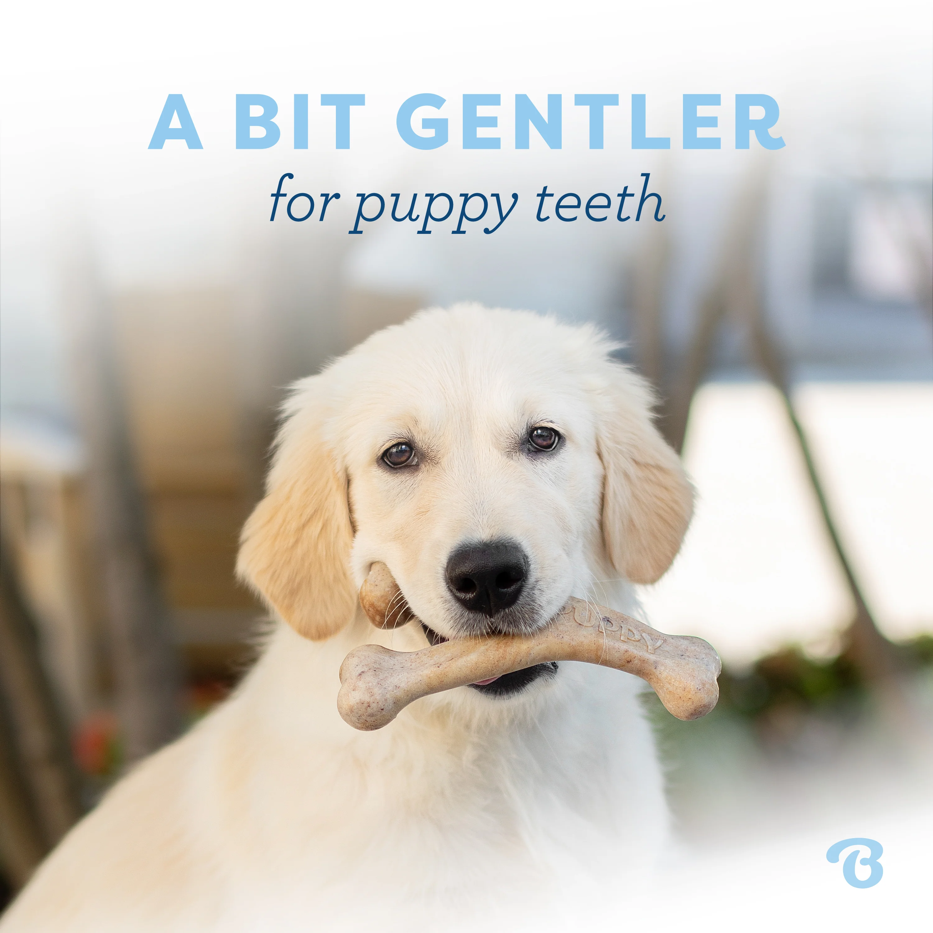 Puppy Wishbone - Image 12
