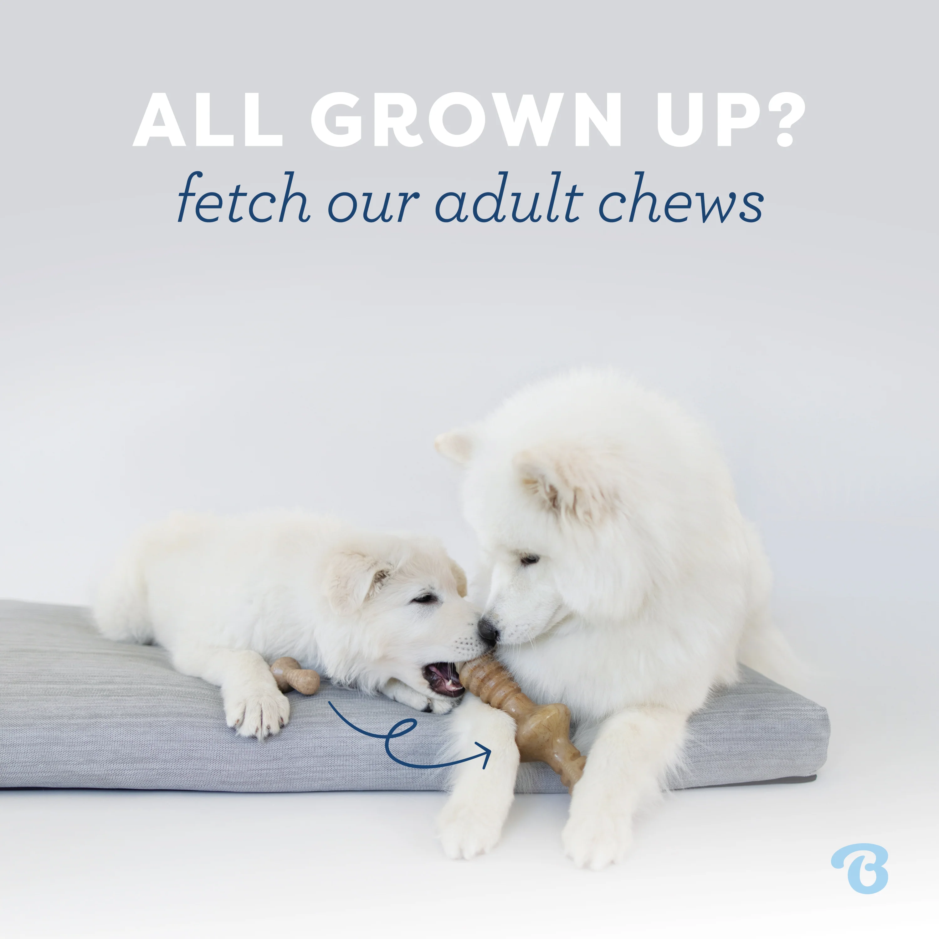 Puppy Wishbone - Image 7